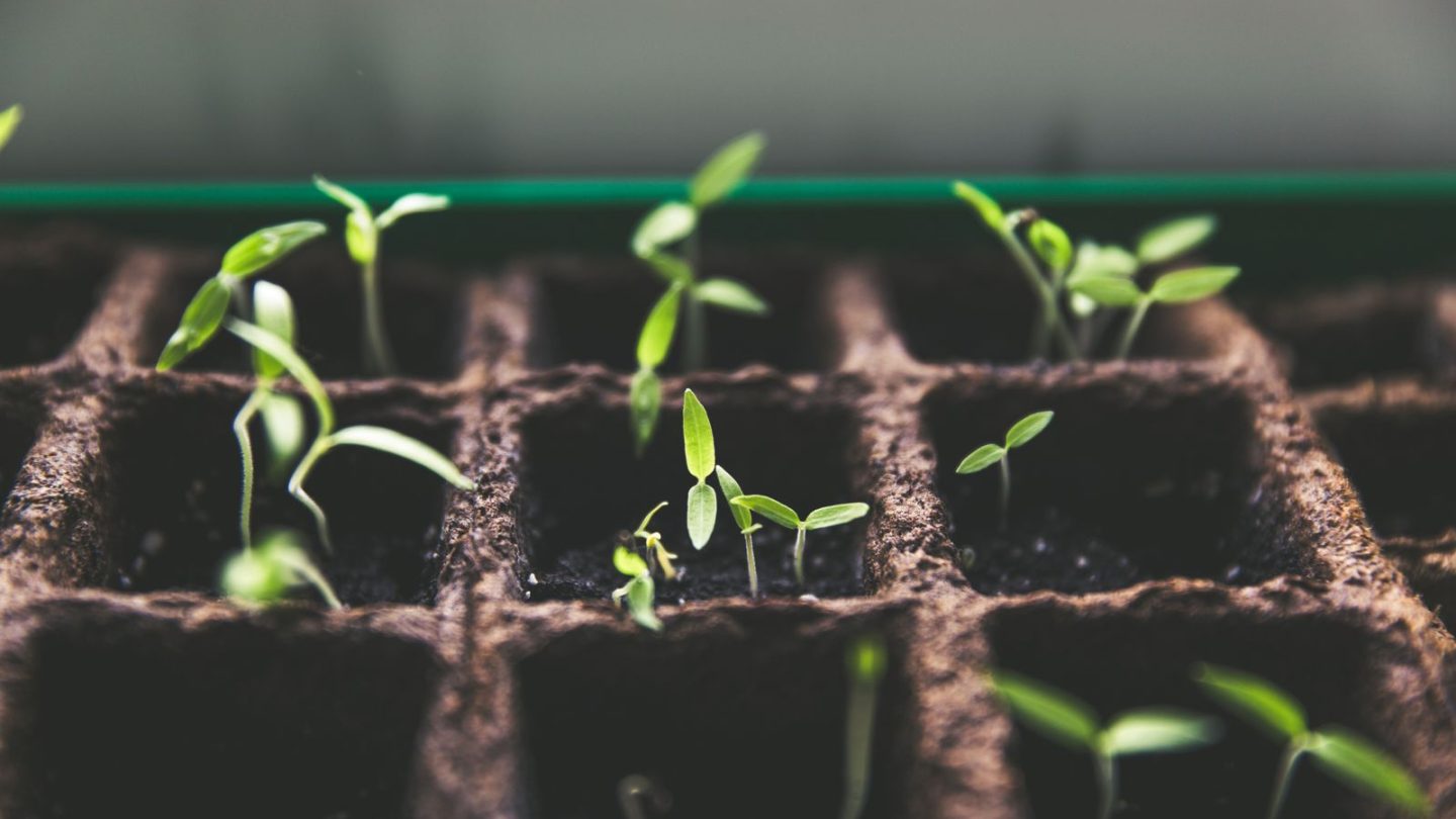 Young green seedlings sprouting from soil in a seed tray, a metaphor for slow, steady growth