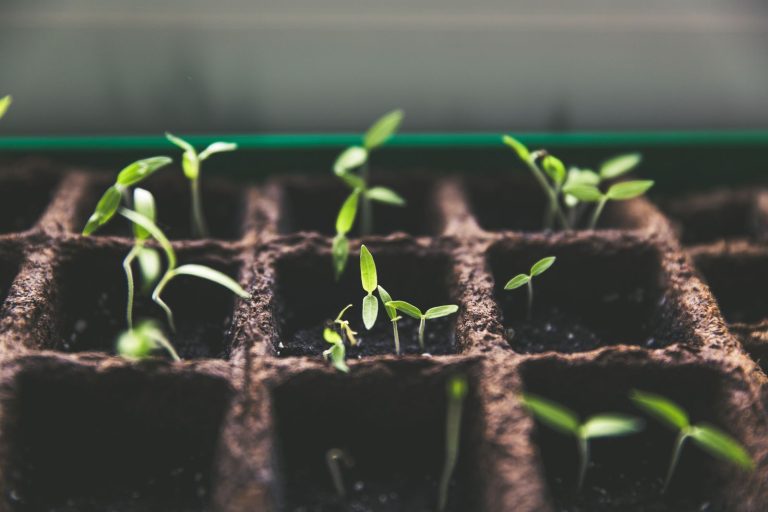 Young green seedlings sprouting from soil in a seed tray, a metaphor for slow, steady growth