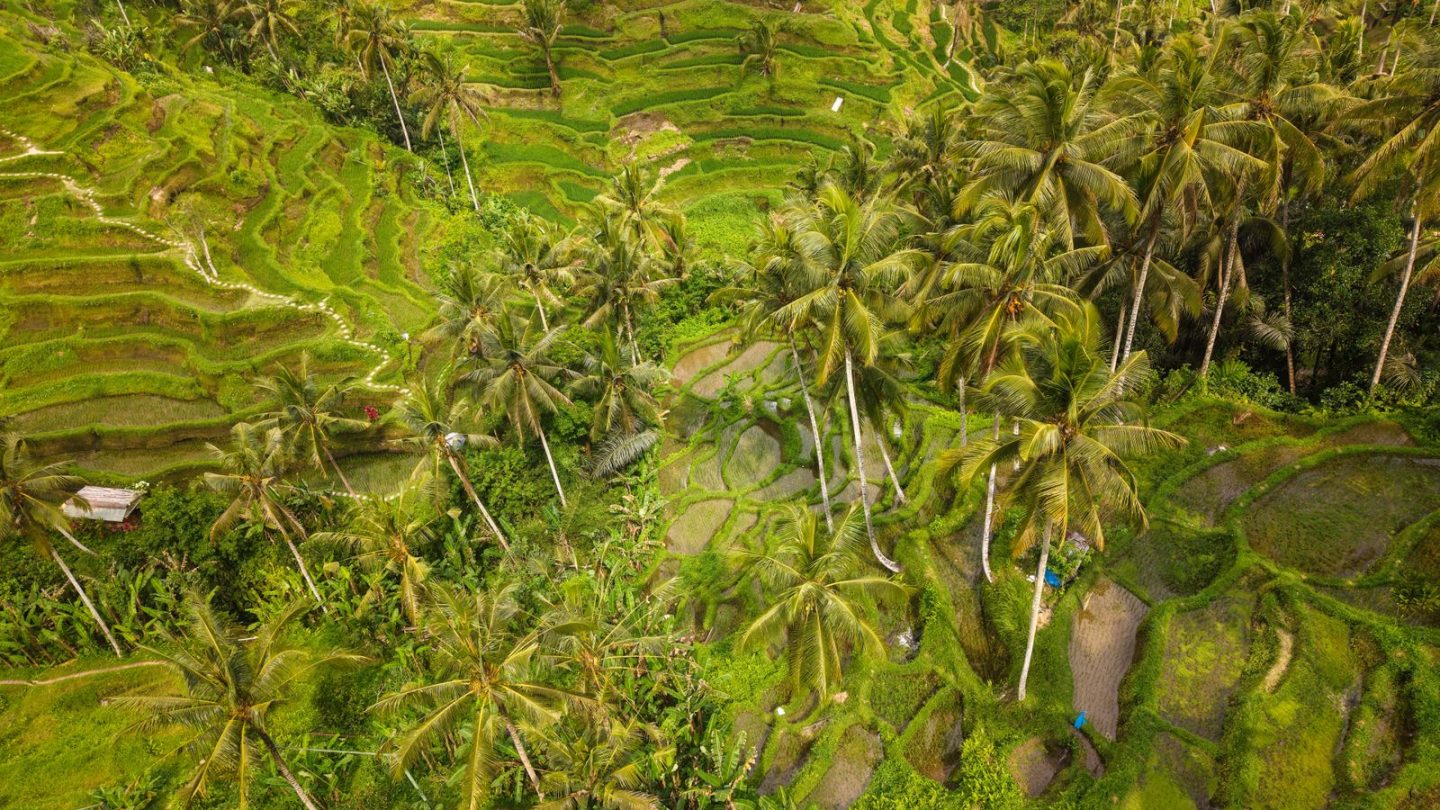 Aerial view of green rice terraces and palm trees in Tegallalang, Bali