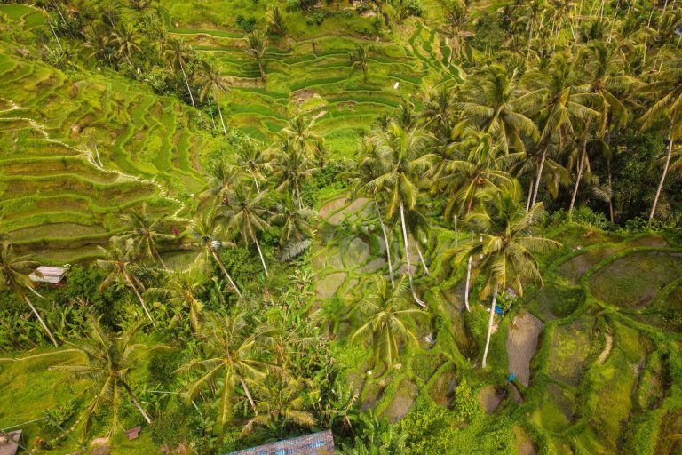 Aerial view of green rice terraces and palm trees in Tegallalang, Bali